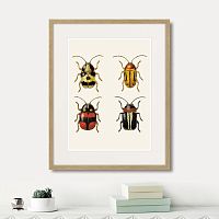 картина: assorted beetles №6, 1735г. в Симферополе