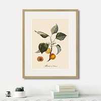 картина: juicy fruit lithography №2, 1870г. в Симферополе