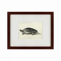 картина: a hand-painted illustration of a burmese roofed turtle, 1873 в Симферополе