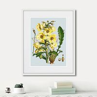 картина: himalaya plants yellow flower, 1869г. в Симферополе