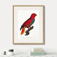 картина: beautiful parrots №9, 1872г. в Симферополе