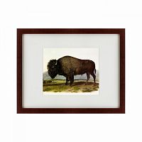 картина: american bison, 1845 в Симферополе