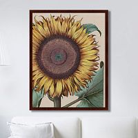 картина: large sunflower (flos solis maior), 1713г. в Симферополе