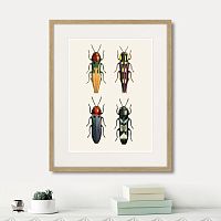 картина: assorted beetles №5, 1735г. в Симферополе