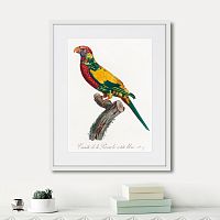 картина: beautiful parrots №7, 1872г. в Симферополе