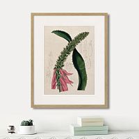 картина: exotic plants of the world №2, 1815г. в Симферополе