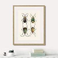 картина: assorted beetles №8, 1735г. в Симферополе