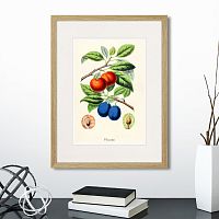 картина: botany illustration №21, 1836г. в Симферополе