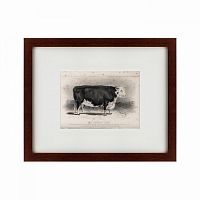 картина: a hereford bull, 1849 в Симферополе