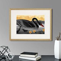 картина: common american swan (black), 1838г. в Симферополе