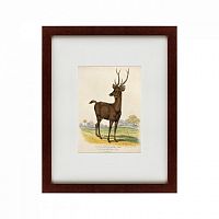 картина: a rusa deer, 1830 в Симферополе