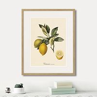 картина: juicy fruit lithography №3, 1870г. в Симферополе