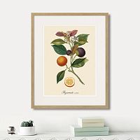 картина: juicy fruit lithography №11, 1870г. в Симферополе