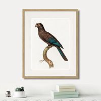 картина: beautiful parrots №10, 1872г. в Симферополе