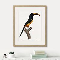 картина: beautiful toucans №4, 1806г. в Симферополе