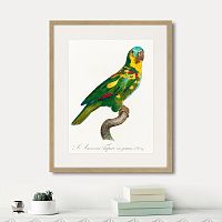 картина: beautiful parrots №11, 1872г. в Симферополе