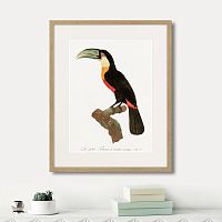 картина: beautiful toucans №1, 1806г. в Симферополе