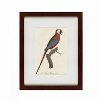 картина: ara macao (scarlet macaw), 1801 в Симферополе