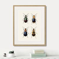 картина: assorted beetles №4, 1735г. в Симферополе