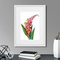 картина: caribian flora pink alpinia, 1740г. в Симферополе