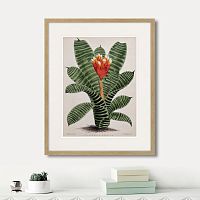 картина: exotic plants of the world №8, 1815г. в Симферополе