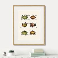 картина: assorted beetles №11, 1735г. в Симферополе