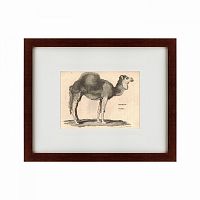 картина: arabian camel, 1809 в Симферополе