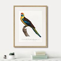 картина: beautiful parrots №12, 1872г. в Симферополе