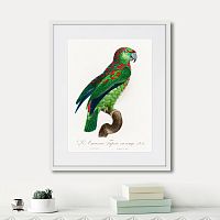 картина: beautiful parrots №4, 1872г. в Симферополе