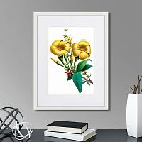 картина: caribian flora yellow allamanda, 1740г. в Симферополе