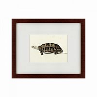 картина: a hand-painted illustration of an elongated tortoise, 1873 в Симферополе