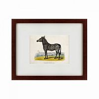 картина: a zebra, 1830 в Симферополе