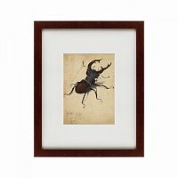 картина: stag beetle, 1505 в Симферополе