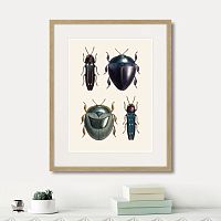 картина: assorted beetles №1, 1735г. в Симферополе