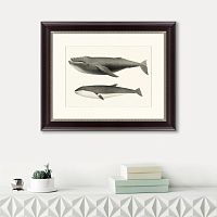 картина: humpback whale (megaptera versabilis), 1859 в Симферополе