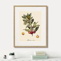 картина: juicy fruit lithography №4, 1870г. в Симферополе