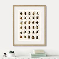 картина: assorted beetles №2, 1735г. в Симферополе