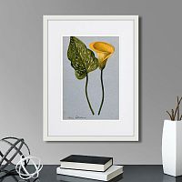 картина: yellow arum lily, 1899г. в Симферополе