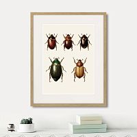 картина: assorted beetles №7, 1735г. в Симферополе