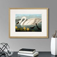 картина: common american swan (white), 1838г. в Симферополе