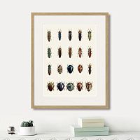 картина: assorted beetles №3, 1735г. в Симферополе