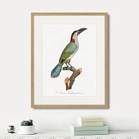 картина: beautiful toucans №3, 1806г. в Симферополе