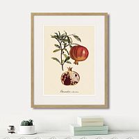 картина: juicy fruit lithography №7, 1870г. в Симферополе