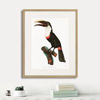 картина: beautiful toucans №2, 1806г. в Симферополе