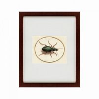 картина: beetle, 1700 в Симферополе