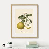 картина: juicy fruit lithography №10, 1870г. в Симферополе